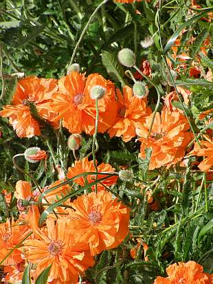 Papaver  orientale - mák východní