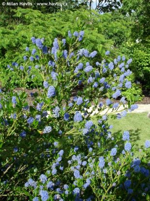 Ceanothus thyrsiflorus 'Victoria' - zpododěr, latnatec