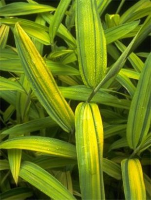 Pleioblastus viridistriatus - bambus