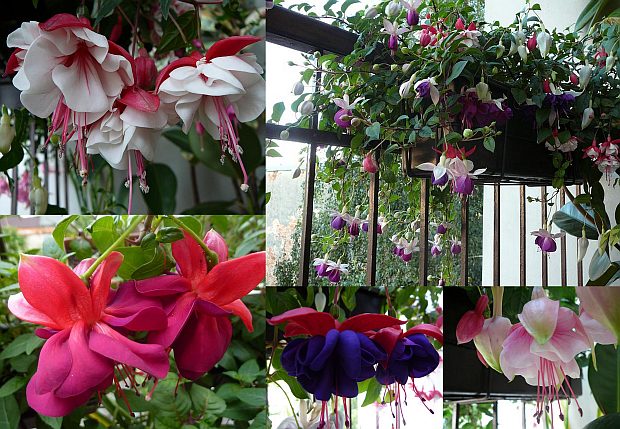 Fuchsie - pěstování