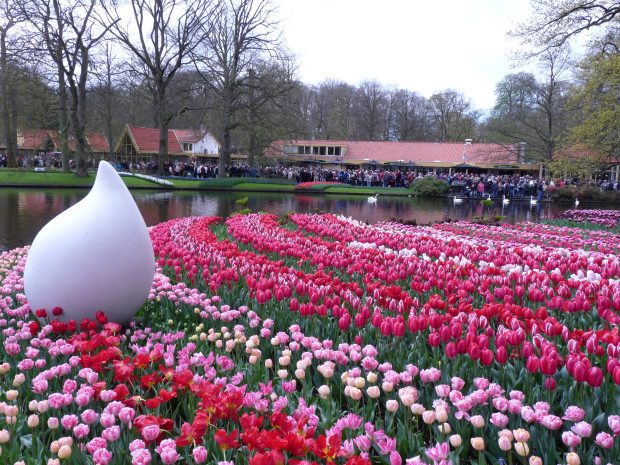 Tulipány: Keukenhof, Lisse