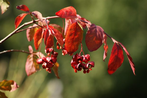 Euonymus europaeus - brslen evropský (PROVOBIS)