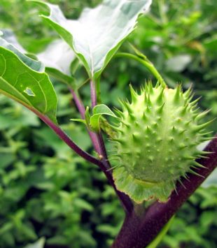 Durman obecný - Datura stramonium