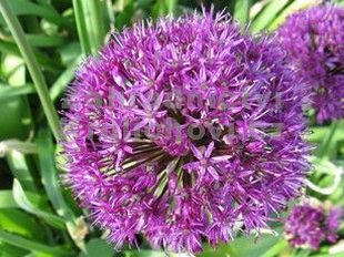 Allium aflatunense - česnek aflatunský