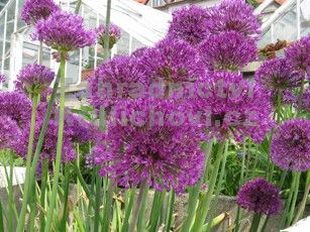 Allium aflatunense - česnek aflatunský