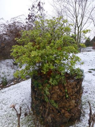 Mráz a vlhkost - zimní ochrana rostlin