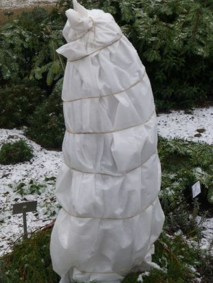 Mráz a vlhkost - zimní ochrana rostlin