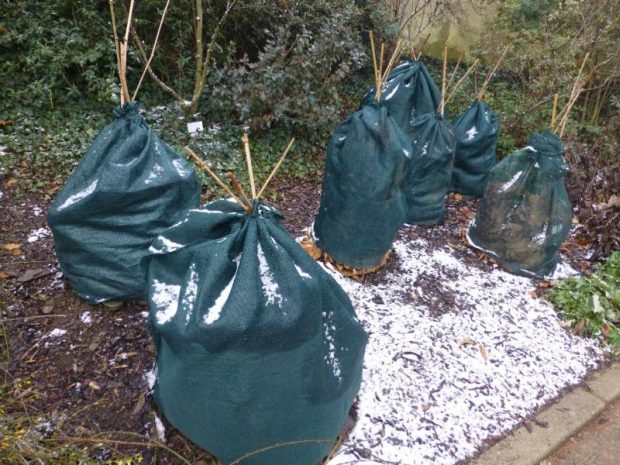 Mráz a vlhkost - zimní ochrana rostlin