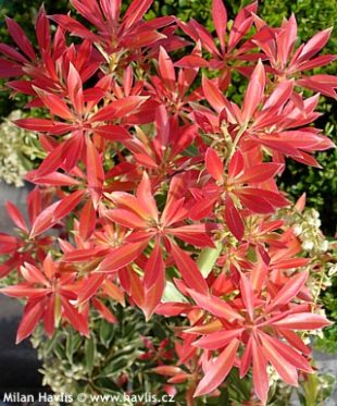 Pieris japonica 'Flaming Silver' - pieris japonský