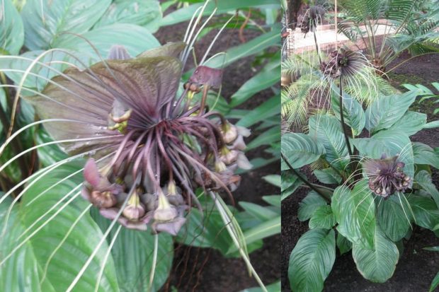 Tacca chantrieri - taka velkokvětá