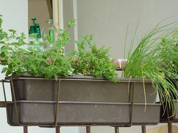 Vypestujte si aj vy doma svoje bylinky