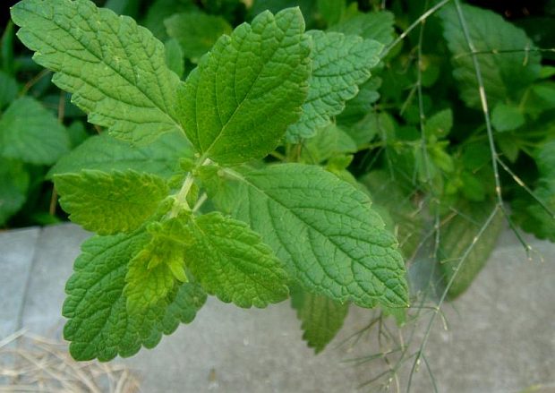 Melissa officinalis - medovka lekárska