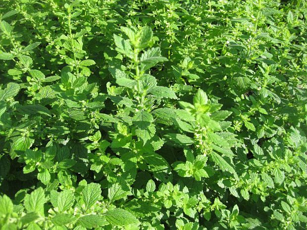 Melissa officinalis - medovka lekárska