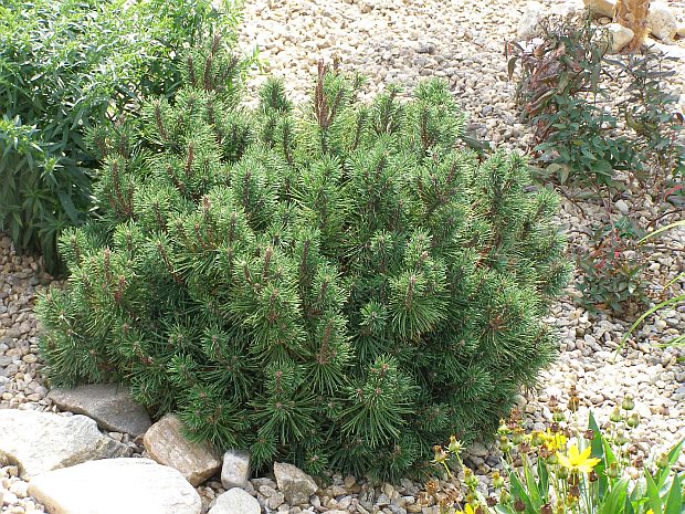 Pinus mugo 'Mops' - borovice kleč