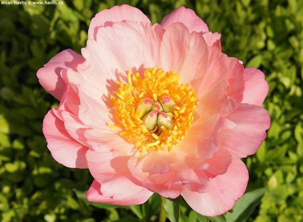 Paeonia 'Coral sunset' - pivoňka lékařská