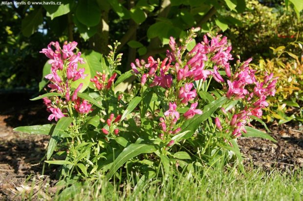 Penstemon barbatus 'Pinacolada™ dark rose' - dračík vousatý