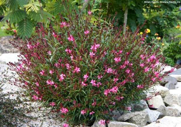 Gaura lindheimeri 'Gambit rose' - gaura, svíčkovec
