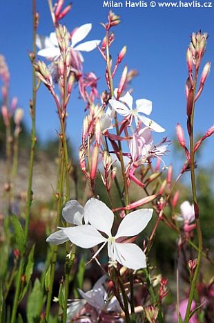 Gaura lindheimeri 'Summer breeze' - gaura, svíčkovec