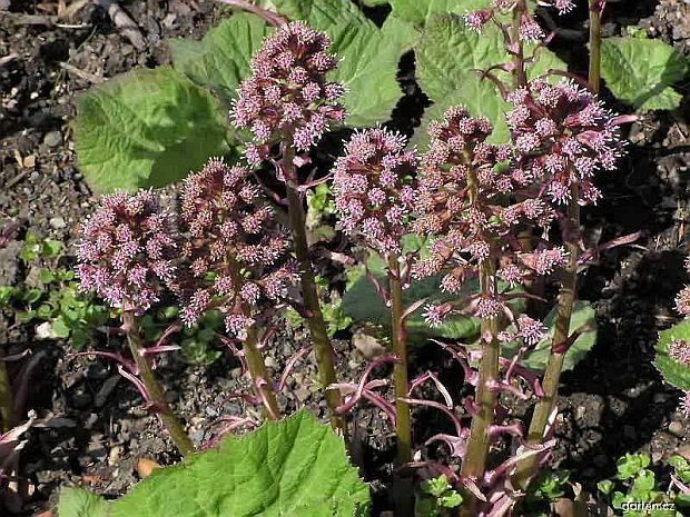 Petasites officinalis - deväťsil lekársky (MONIKAOFF)