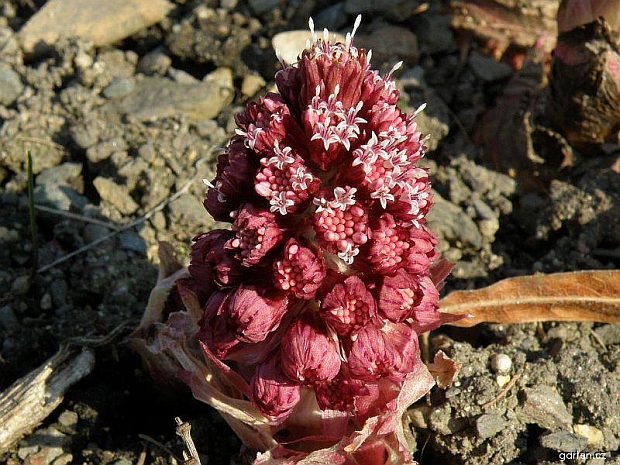 Petasites officinalis - deväťsil lekársky (MONIKAOFF)