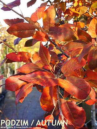 Amelanchier arborea 'Robin Hill' - downy serviceberry