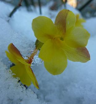 Jasminum nudiflorum - jazmín nahokvetý