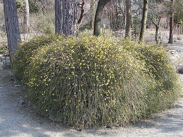Jasminum nudiflorum - jazmín nahokvetý