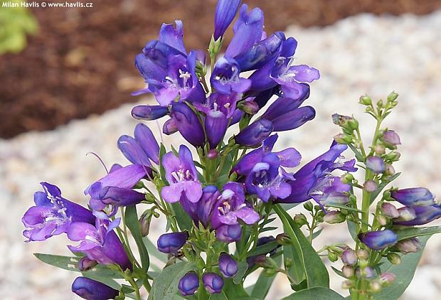 Penstemon barbatus 'Pinacolada™ violet' - beard-tongue