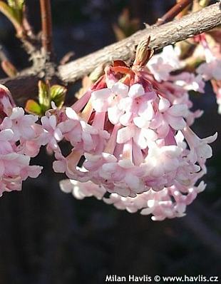 Viburnum x bodnantense 'Dawn' - dawn viburnum