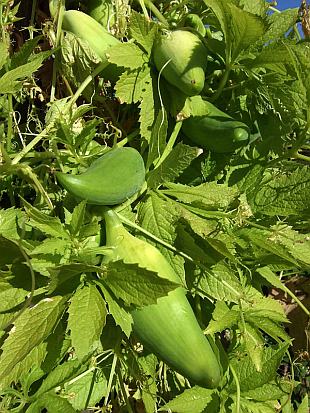 Zeleninové popínavky: Cyclanthera pedata, ačokča (WIKIMEDIA)