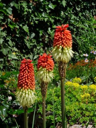 Liliochvostec vs mnohokvět: Mnohokvět - Kniphofia