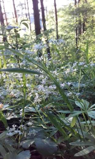 Galium odoratum - lipkavec marinkový (MONIKAOFF)