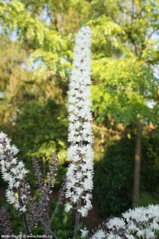 Cimicifuga racemosa 'Atropurpurea' - ploštičník hroznatý