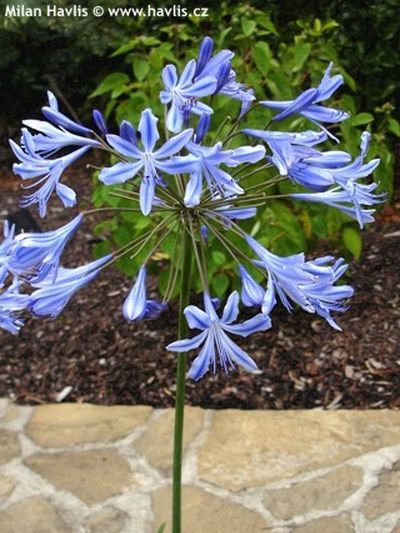 Agapanthus 'Jack's Blue' - African blue lily