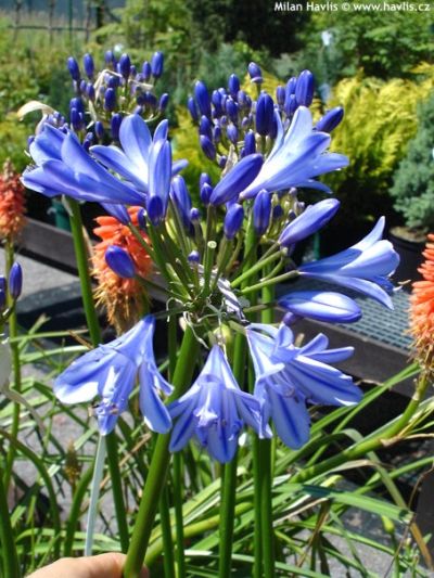 Agapanthus 'Jack's Blue' - African blue lily