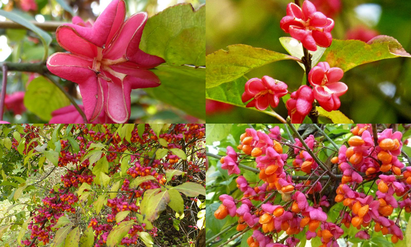 Euonymus europaeus - European spindle