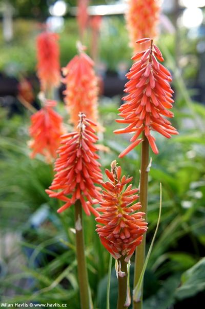 Kniphofia 'Red Rocket' - mnohokvět