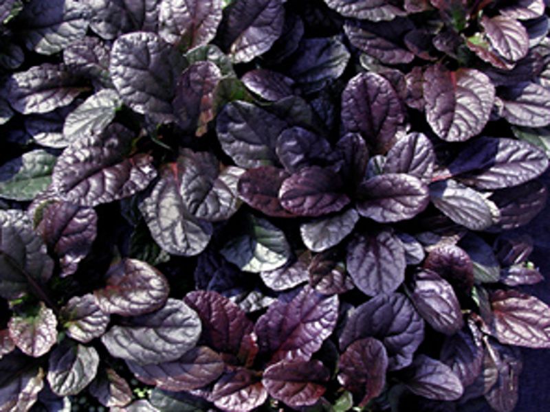 Ajuga reptans 'Mahogany' - zběhovec