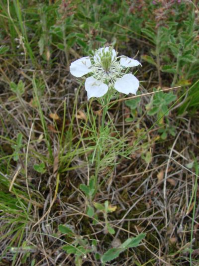 Nigella arvensis - černucha rolní