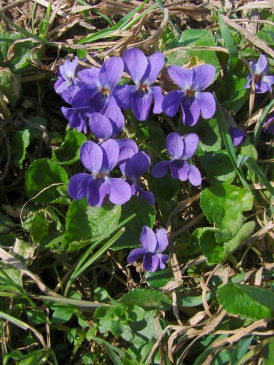Viola odorata - violka vonná