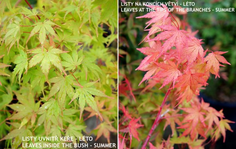 Acer palmatum 'Corallinum' - japonský javor, javor dlanitolistý
