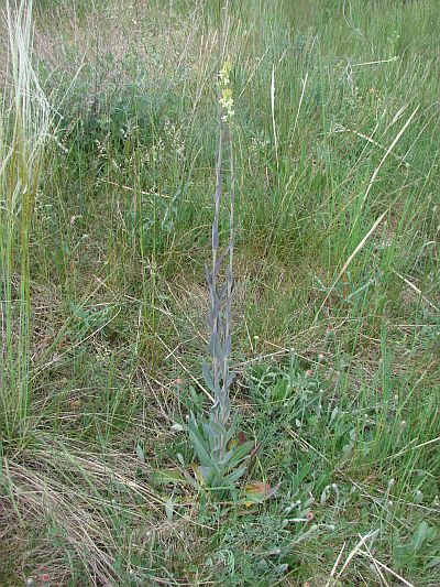 Arabis glabra - huseník lysý