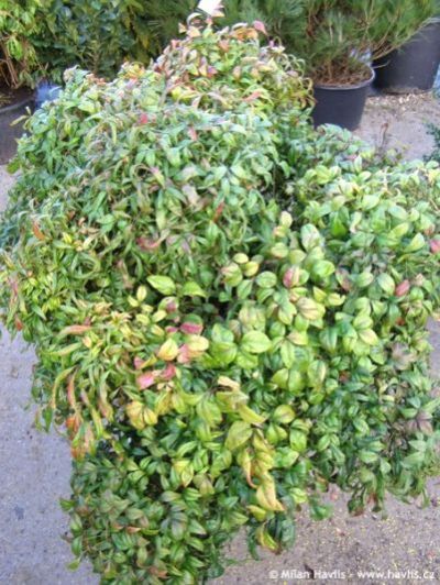 Nandina domestica 'Firepower' - nebeský bambus