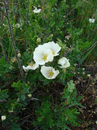 Rosa spinosissima - růže bedrnikolistá