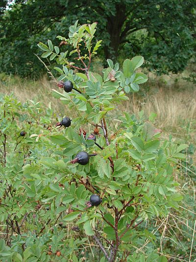 Rosa spinosissima - růže bedrnikolistá