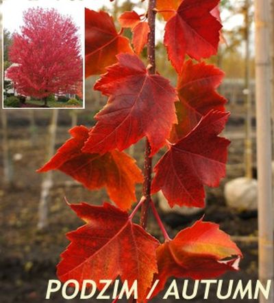 Acer rubrum 'Red sunset' - javor červený