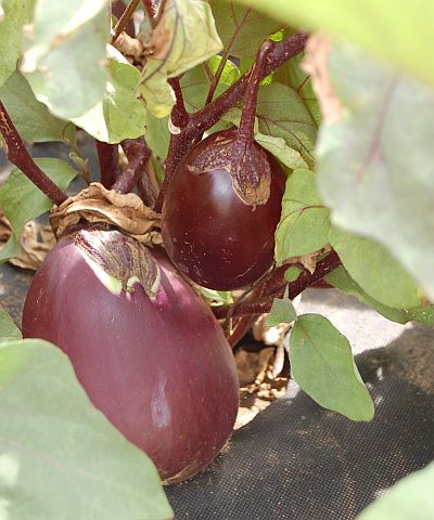 Z historie zeleniny: Lilek se do Evropy dostal z Indického subkontinentu - Český raný