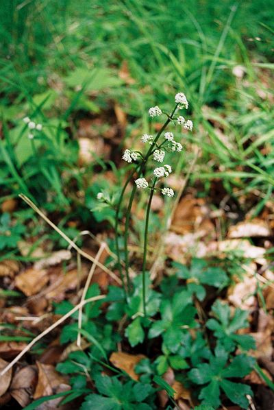 Sanicula europaea - žindava evropská