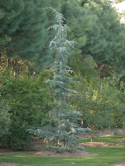 Cedrus deodara 'Eisregen' - cedr himálajský