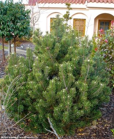 Pinus mugo 'Gnom' - borovice kleč